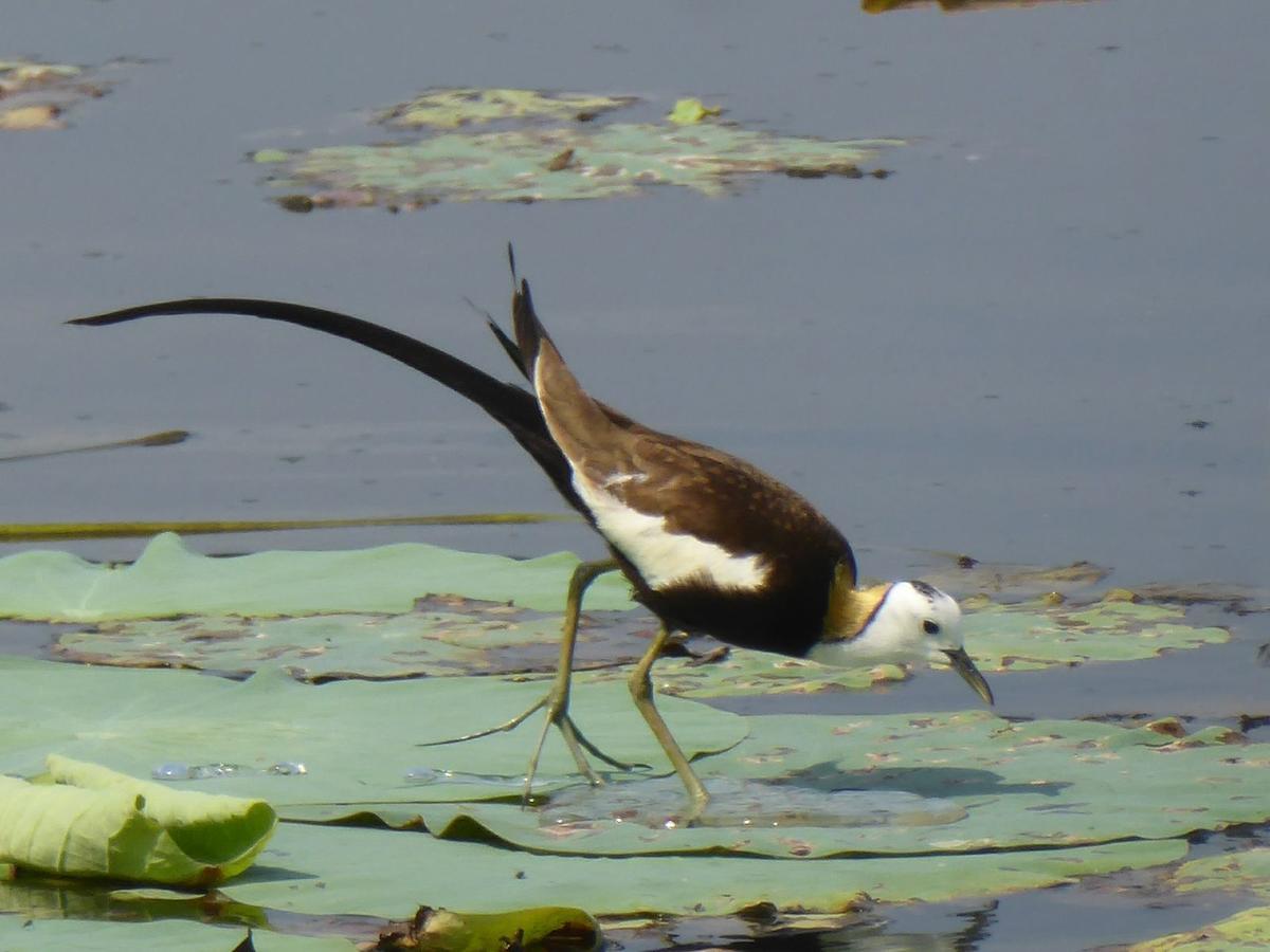 מלון אנוראדפורה Heritage Lake View מראה חיצוני תמונה